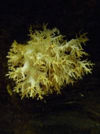 Hericium coralloides image