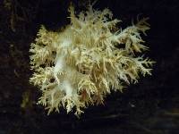 Hericium coralloides image