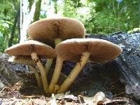 Agrocybe parasitica image