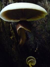 Agrocybe parasitica image