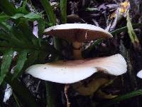 Agrocybe parasitica image