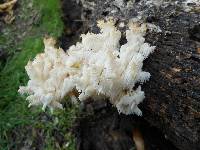 Hericium coralloides image