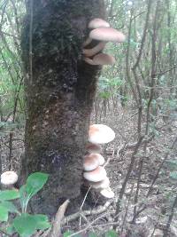 Agrocybe parasitica image