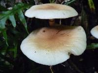 Agrocybe parasitica image