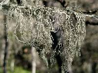 Ramalina menziesii image