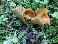 Omphalotus olivascens image