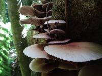 Agrocybe parasitica image