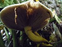 Agrocybe parasitica image