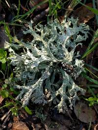 Evernia prunastri image