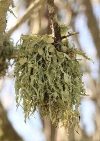 Ramalina leptocarpha image