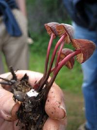 Marasmius plicatulus image