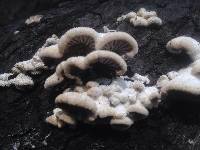 Schizophyllum commune image