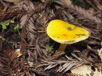 Hygrocybe chlorophana image