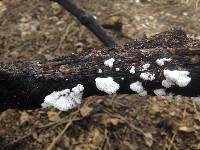 Schizophyllum commune image