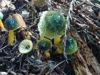 Hygrocybe psittacina var. psittacina image