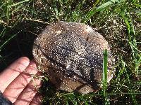 Amanita excelsa image