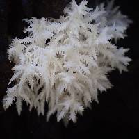 Hericium coralloides image