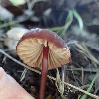 Marasmius plicatulus image