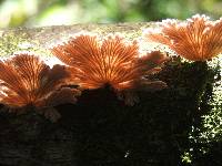 Schizophyllum commune image