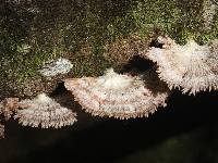 Schizophyllum commune image