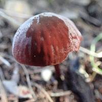 Marasmius plicatulus image