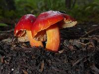 Hygrocybe coccinea image