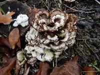 Schizophyllum commune image