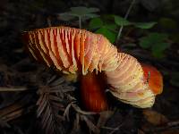 Hygrocybe coccinea image