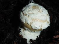 Amanita gemmata image