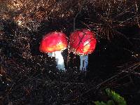 Amanita muscaria image