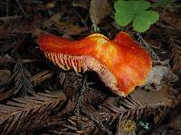 Hygrocybe coccinea image