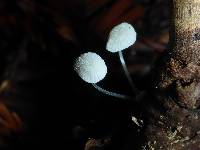 Mycena adscendens image