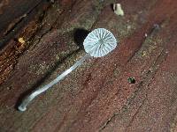 Mycena adscendens image