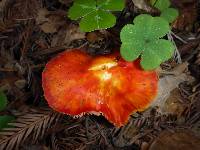 Hygrocybe coccinea image