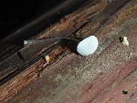 Mycena adscendens image