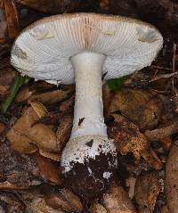 Amanita pantherina image