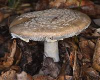 Amanita pantherina image