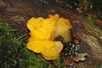 Tremella aurantia image