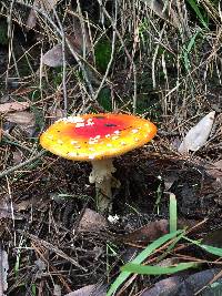Amanita muscaria image