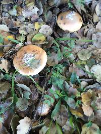 Amanita velosa image