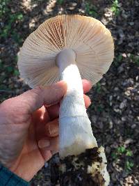 Amanita velosa image