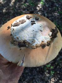 Amanita velosa image