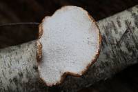 Piptoporus betulinus image