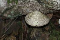 Fomitopsis betulina image