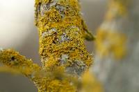 Xanthoria parietina var. parietina image