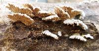 Schizophyllum commune image