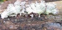 Schizophyllum commune image