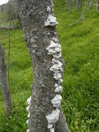 Schizophyllum commune image