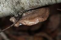 Piptoporus betulinus image