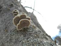 Schizophyllum commune image